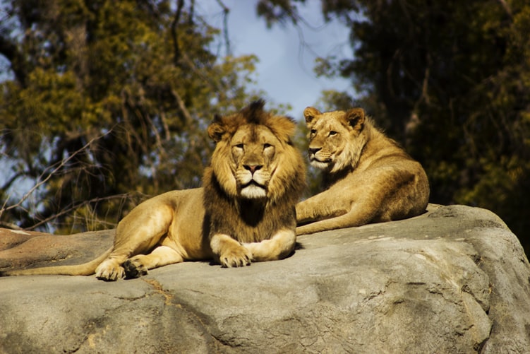 Tips for a Great Day at African Lion Safari